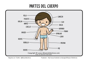 Partes del cuerpo